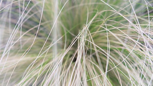 A picture of ornamental grasses in a container garden