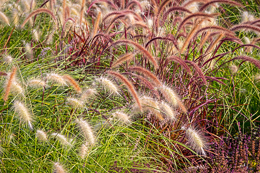 A picture of ornamental grasses in a container garden with different types of grasses