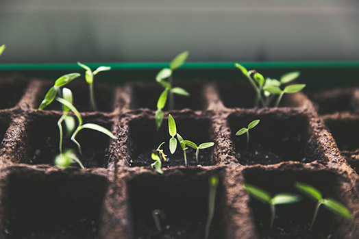 Plant seedlings in potting soil in seed trays (photograph by Marcus Spiske on unsplash.com)